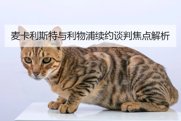 麦卡利斯特与利物浦续约谈判焦点解析